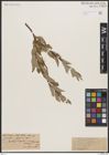 Foto von Salix brachycarpa Nutt.